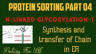 Protein sorting Part 04  NLINKED GLYCOSYLATION  1 [upl. by Danica773]