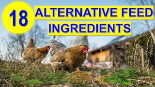 Top 18 Alternative Feed Ingredients for Chickens to Save Cost [upl. by Esylla802]