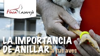 La importancia de anillar a tus aves [upl. by Eenar]