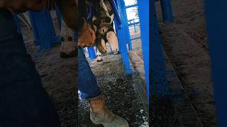 Lameness in cows  hoof dip  hoof trimming lame hoof hooftrimming hoofcare dairy cow farming [upl. by Eymaj]