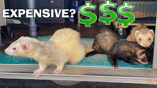 The Cost of Owning a Ferret 2021 [upl. by Ecadnarb]