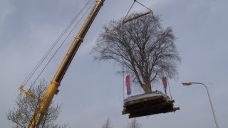 0297 TV  Uithoorn verplant monumentale rode beuk [upl. by Osgood]