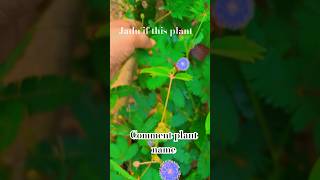 Jaadui paudha 🍂 chuimui ka paudha touch me not plant 🪴 plants pleasesubscribe [upl. by Dlonyer]