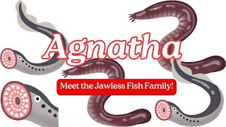 Agnatha Welcome to the Jawless Fish Family [upl. by Haiel]