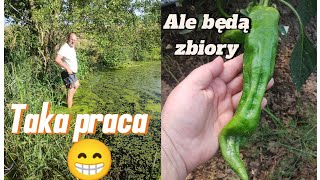 194 Teraz bagno mi się podoba 😁 Felek nie rozumie kobiet 😂 ale dziś było pracy 😮‍💨 [upl. by Notsgnal]