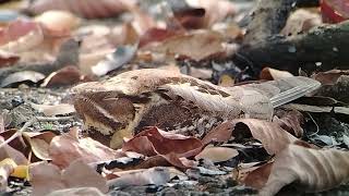 Largetailed Nightjar Sleeping  Birds In the Nature Of Cambodia [upl. by Rairb]