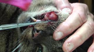 I am a VETERINARY SURGEON who treats CATS without the USUAL FUSS of veterinary clinics 1 [upl. by Avert]