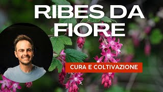 Ribes da fiore tutto quello che cè da sapere per averlo nel proprio giardino [upl. by Ching966]