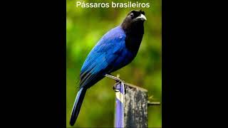 GRALHA AZULfyp brazilianbirds passarosdobrasil nature CapCut [upl. by Ecenaj]