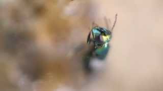 Complete Parasitoid Emergence Timelapse and Video [upl. by Novla791]