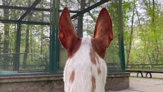 Unfassbar 🥰 Totale Ruhe am Wild  Podenco Pintu im Training I AntiJagd amp 5 RuheSituationen BONUS [upl. by Lucila]