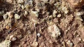 Desert Leafcutter Ant Acromyrmex versicolor Pergande 1894 Nuptial Flight Oceans Pools of Ants [upl. by Cutlip]