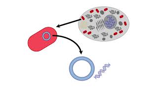 Mitochondrial Inheritance [upl. by Collimore]