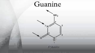 Guanine [upl. by Finstad]