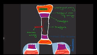 Why Osteomyelitis is More Common in Children than in Adults Medicoslibrary​⁠JohariMBBS [upl. by Rekoob]