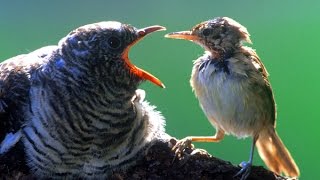 Kuckuck stemmt Eier aus dem Nest Vogelwelt DOKU GERMAN HD [upl. by Morril]