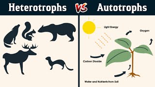 Autotrophs and heterotrophs in Hindi [upl. by Rehpotsirc536]