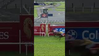 Youll never guess how many horses this commentator says in 30 seconds horseracing racingtv sport [upl. by Norton]