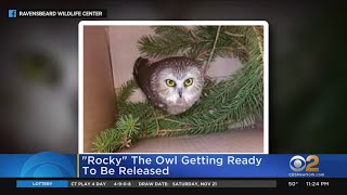 Rocky The Owl Getting Ready To Be Released [upl. by Swiercz160]