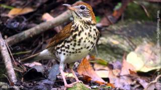 Wood Thrush Song [upl. by Claudy96]