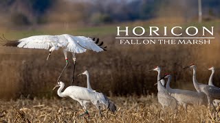 Horicon Legendary Waterfowl Marsh In Wisconsin [upl. by Canice615]