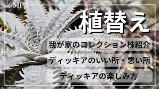 【ディッキア】植替え。コレクション株の紹介と土の作り方やいい所悪い所上手な楽しみ方など。 [upl. by Shaylah522]