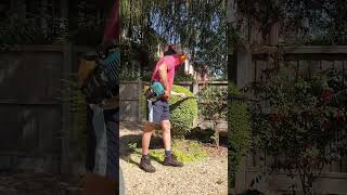 Shaping Lonicera Bush shorts flowers garden pruning topiary trimmer makita gardening [upl. by Ainegue]