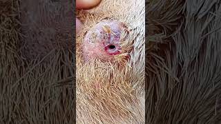 Caseous lymphadenitis in a sheep [upl. by Sjoberg708]