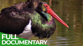 Black Storks A Surprising Comeback in Germany  Free Documentary Nature [upl. by Vial]