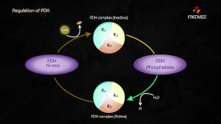 Pyruvate Dehydrogenase Complex  Dr G Bhanu prakash  Biochemistry Highyield Usmle step 1 lecture [upl. by Ettenay]