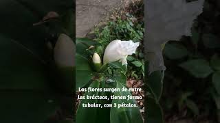 ¿Quieres aprender a cuidar tus plantas Mira este tutorial de Costus arabicus ahora [upl. by Kcirddec]