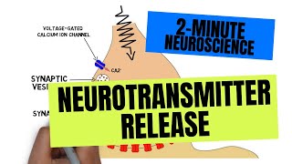 2Minute Neuroscience Neurotransmitter Release [upl. by Aitrop]