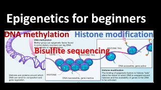 Epigenetics DNA methylation  Histone Modifications Bisulfite sequencing Genetics for beginners [upl. by Ayotnom356]