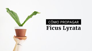 Cuidados y reproducción del Ficus Lyrata [upl. by Westfahl]