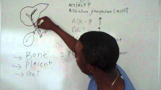 Liver Function Test Part 3 [upl. by Ydissac]