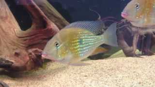 Acarichthys Heckelii Threadfin Cichlid [upl. by Cornall974]