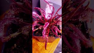 Drosera capensis all red variety [upl. by Anair]