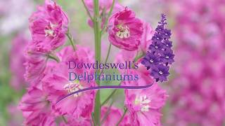 Dowdeswells Delphiniums Seed Germination Tips [upl. by Benildas626]