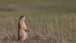 Ecosystem Essential The Prairie Dog Town [upl. by Einnahc]