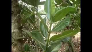 Punnaga Calophyllum inophyllum  Ayurveda Uses And Home Remedies [upl. by Eramat951]