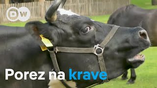 Porez na krave za spas klime [upl. by Rawde]