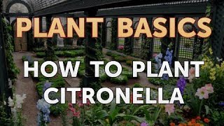 How to Plant Citronella [upl. by Nylatsirk]