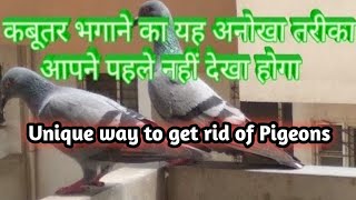 kabutar ko kaise bhagaye how to get rid of pigeons on balcony [upl. by Emmery267]