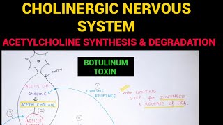 Autonomic Pharmacology  2  Acetylcholine Synthesis amp Degradation  EOMS [upl. by Julita929]