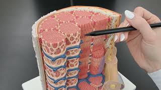 Muscle Fiber vs Myofibril Anatomy [upl. by Anawit653]