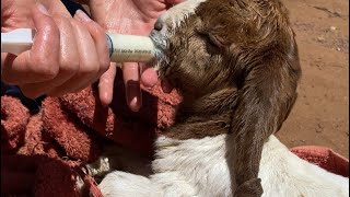 kid getting colostrum few hours after birth Can’t suck [upl. by Tiny835]