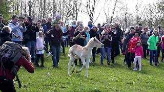 Ein Haflinger Fohlen geht seinen eigenen Weg  Weideauftrieb Meura [upl. by Nnayllehs]