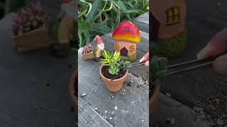 Planting Mini Succulents [upl. by Pet138]