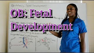 Obstetrics Fetal Development [upl. by Magdalen]