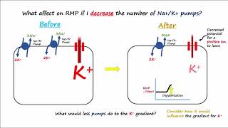 Electrophysiology Part 2  Affecting the Resting Membrane Potential [upl. by Tabbie]